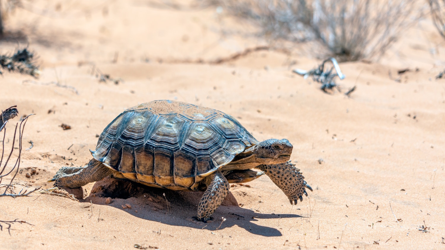 Endangered Desert Tortoise